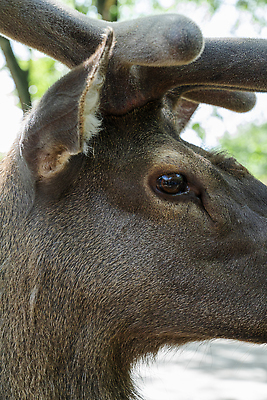포토 JPG 해외이미지 동물 응시 공원 남자 얼굴 야생동물 포유류 자연 초식동물 사슴 털 뿔 동물원 국립공원 서기 사람없음 야외 목재 뷰티 갈색 머리 평화 환경 달러 가을 황무지 숲 내추럴 초식 해외202310 해외포토 나무 시선 계절 공공시설 컬러 컨셉 돈 재료 모션 사람 신체부위 생태계 파일형식