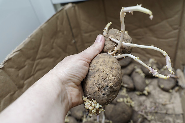 포토 JPG 해외이미지 식물 손 음식 백그라운드 농업 다이어트 채소 자연 감자 건조 씨앗 사람없음 상자 농장 갈색 새싹 식사 봄 손상 수확 성장 흰색 신선 유기농 생태계 날것 뿌리 먼지 박테리아 내추럴 나쁜 썩음 옛날 해외202310 해외포토 웰빙 계절 산업 컬러 컨셉 의학 건강 신체부위 파일형식