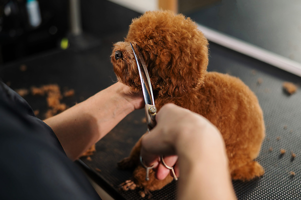 포토 JPG 해외이미지 손 신체부위 뷰티 귀여움 이발 푸들 다듬기 미용가위 해외202310 해외포토 컨셉 모션 가위_도구 사람 미용용품 개 파일형식