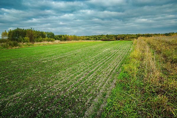 포토 JPG 해외이미지 식물 구름 계절 산업 지구 음식 겨울 밭 농업 자연 하늘 날씨 씨앗 풍경 사람없음 야외 초록색 농작물 농장 농경지 수확 성장 가을 시골 낟알 땅 시리얼 밀 유기농 온도 땅바닥 모종 밭일 심기 줄서기 파종 세련 해외202310 해외포토 자연요소 웰빙 컬러 모션 곡류 바닥 농사 생태계 파일형식