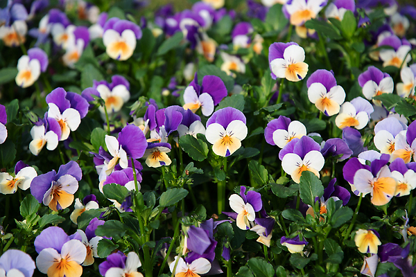 포토 JPG 해외이미지 식물 계절 공원 꽃잎 꽃 컬러 백그라운드 잎 꽃무늬 밭 곡선 자연 사람없음 야외 초록색 여름 파란색 컬러풀 야자수 뷰티 노란색 정원 보라색 봄 벚꽃 전원 신선 오픈 개화 그룹 허브 제비꽃 묘사 생태계 원예 화단 향 내추럴 생태학 해외202310 해외포토 나무 공공시설 교육 선 무늬 농업 취미 전기에너지 파일형식