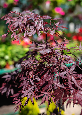 포토 JPG 해외이미지 나무 식물 꽃 컬러 백그라운드 단풍 잎 꽃무늬 오렌지 자연 사람없음 야외 장식 여름 컬러풀 뷰티 봄 기쁨 벚꽃 5월 해외202310 해외포토 계절 감정 무늬 과일 날짜 생태계 파일형식