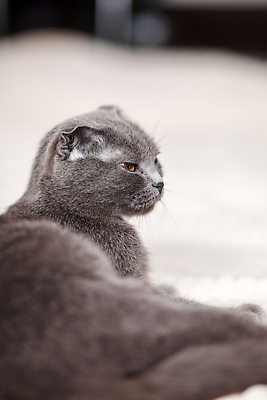 포토 JPG 해외이미지 동물 1 라이프스타일 응시 여자 행복 백그라운드 포유류 휴식 수염 아파트 주택 털 실내 앉기 사람없음 내부 반려동물 소파 뷰티 고양이 방 회색 흰색 잠 모피 얼룩무늬 솜털 거짓말 해외202310 해외포토 시선 감정 컬러 컨셉 무늬 의자 모션 사람 건물 생활 파일형식