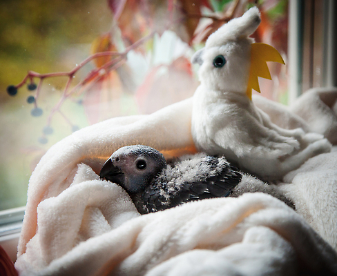 포토 JPG 해외이미지 식물 동물 척추동물 1 응시 여자 꽃 분홍색 백그라운드 포유류 조류 생물 실내 서기 사람없음 옆모습 가로 반려동물 장난감 갈색 검은색 회색 젖음 촉촉함 흰색 나뭇가지 작음 깃털 부리 앵무새 슛 솜털 노려봄 잉꼬 해외202310 해외포토 나무 시선 뷰포인트 컬러 모션 표정 사람 내부 크기 파일형식