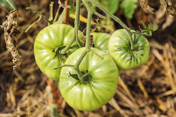 포토 JPG 해외이미지 식물 계절 산업 음식 컬러 잎 농업 토마토 채소 과일 재료 자연 건강 요리 사람없음 초록색 여름 컬러풀 농장 정원 농사 샐러드 수확 성장 나뭇가지 신선 그룹 시장 맛 유기농 원예 날것 비타민 내추럴 매각 채식주의자 맛있는 해외202310 해외포토 나무 웰빙 컨셉 취미 생태계 채식 영양소 파일형식