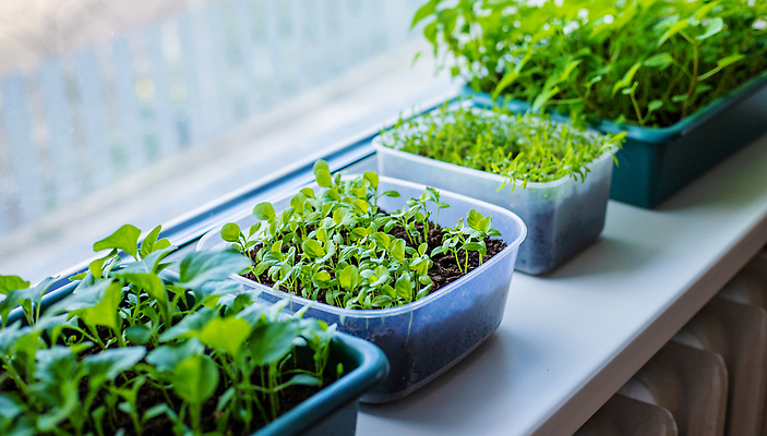 포토 JPG 해외이미지 식물 계절 지구 음식 줄기 백그라운드 잎 농업 토마토 채소 창문 자연 피망 새로움 주택 파프리카 실내 건강 씨앗 사람없음 초록색 빛 상자 새싹 정원 흙 봄 성장 신선 냄비 작음 허브 유기농 원예 후추 내추럴 땅바닥 모종 묘목 밭일 심기 온실 해외202310 해외포토 나무 웰빙 산업 컬러 컨셉 모션 바닥 취미 내부 건물 솥 크기 향신료 생태계 파일형식