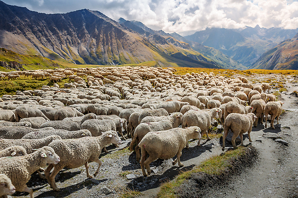 포토 JPG 해외이미지 동물 유럽 농업 포유류 자연 하늘 염소 산 사람 풍경 경사 사람없음 야외 가로 초록색 하이앵글 햇빛 맑음 가축 하이킹 프랑스 농촌 시골 양 소 군중 스위스 언덕 환경보전 양고기 항공촬영 샤모니 웅장함 산맥 해외202310 해외포토 나라 산업 뷰포인트 컬러 레저 날씨 육류 태양 사회이슈 생태계 파일형식
