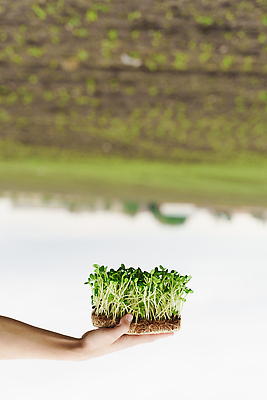 포토 JPG 해외이미지 식물 백인 라이프스타일 남자 음식 밭 농업 채소 자연 건강 사람 성인 사람없음 야외 초록색 햇빛 농장 새싹 정원 봄 성장 신선 도시 작업 농부 상추 일회용 에코 유기농 생태계 원예 날것 국산 내추럴 밭일 생태학 원예사 채식주의자 비건 해외202310 해외포토 서양인 직업 웰빙 계절 교육 산업 컬러 취미 생활 태양 환경 채식 파일형식