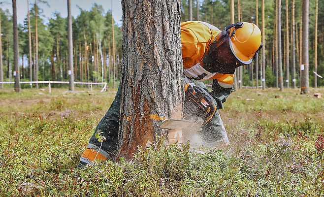 포토 JPG 해외이미지 나무 직업 산업 장갑 노동자 작업복 안전 사람없음 야외 목재 초록색 기계 장비 공구 소나무 보호 휘발유 숲 헬멧 장작 자르기 통나무 팔 엔진 잡동사니 벌목 수목 전기톱 커터 톱질 해외202310 해외포토 식물 잡화 옷 컬러 컨셉 재료 모션 신체부위 도구 석유 보호장비 톱 파일형식