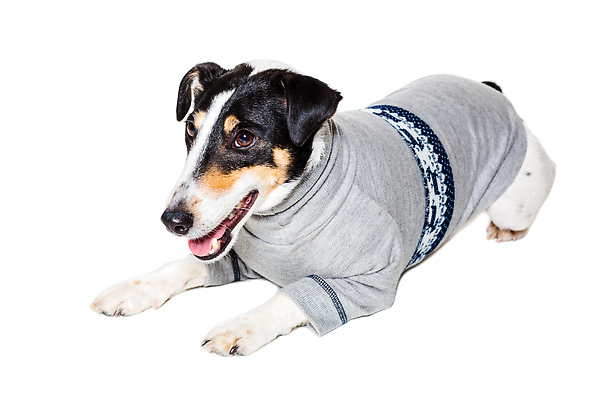 포토 JPG 해외이미지 동물 응시 옷 백그라운드 포유류 실내 사람없음 빨간색 반려동물 뷰티 갈색 카메라 회색 흰색 개 매끈함 테리어 사냥 여우 철사 송곳니 고립 기르기 옛날 유래 특별함 순종 순혈 해외202310 해외포토 시선 컬러 컨셉 내부 전자제품 감각 치아 왕 돌봄 파일형식