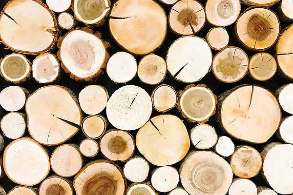 포토 JPG 해외이미지 나무 식물 디자인 벽 가구 백그라운드 패턴 자연 표면 추상 바닥 프레임 미술 사람없음 내부 목재 장식 빛 갈색 흰색 반지 판넬 원형 널 낟알 장작 연도 질감 통나무 나무껍질 잡동사니 내추럴 수목 옛날 합판 해외202310 해외포토 도형 컬러 생활용품 무늬 재료 장신구 문화예술 껍질 생태계 파일형식