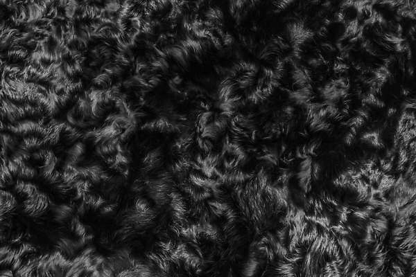 포토 JPG 해외이미지 동물 디자인 야생동물 컬러 백그라운드 겨울 패턴 자연 벽지 표면 추상 털 따뜻함 사람없음 장식 뷰티 유행 검은색 어둠 카펫 회색 코트 덮개 흰색 직물 양 면 모피 피부 묘사 질감 부드러움 섬유 솜털 내추럴 양모 해외202310 해외포토 계절 무늬 포유류 신체부위 외투 뚜껑 감각 생태계 파일형식