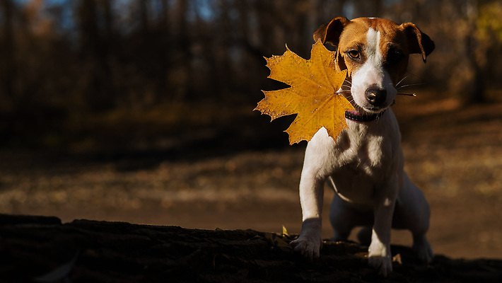 포토 JPG 해외이미지 나무 동물 계절 공원 포즈 단풍 잎 장난 포유류 자연 사람없음 야외 반려동물 햇빛 노란색 귀여움 맑음 산책 게임 잡기 입 개 강아지 선탠 저녁 숲 사냥꾼 유지 송곳니 10월 기르기 동반자 복종 유래 순혈 해외202310 해외포토 식물 직업 공공시설 컬러 컨셉 모션 놀이 날씨 휴식 신체부위 태양 날짜 치아 야간 생태계 돌봄 파일형식