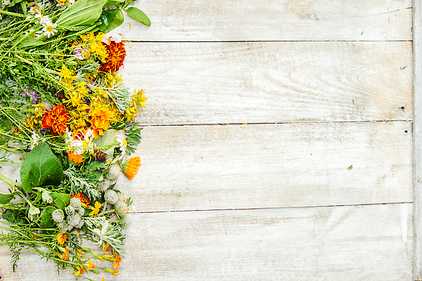 포토 JPG 해외이미지 꽃 사람없음 약초 카피스페이스 나무배경 해외202310 해외포토 식물 백그라운드 공백 풀_식물 파일형식