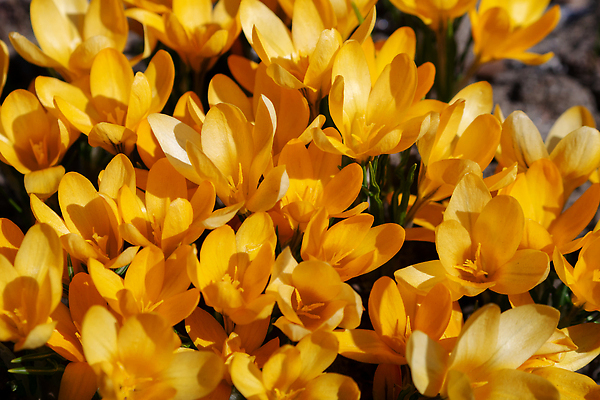 포토 JPG 해외이미지 식물 계절 공원 꽃잎 꽃 컬러 백그라운드 잎 겨울 꽃무늬 오렌지 전구 자연 부활절 사람없음 야외 초록색 빛 컬러풀 햇빛 뷰티 노란색 정원 봄 성장 벚꽃 흰색 신선 개화 닫기 제비꽃 내추럴 땅바닥 해외202310 해외포토 공공시설 기념일 무늬 과일 모션 바닥 태양 생태계 파일형식