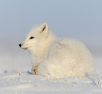 포토 JPG 해외이미지 동물 야생동물 백그라운드 캐나다 겨울 포유류 자연 털 노르웨이 사람없음 야외 뷰티 갈색 맑음 얼음 추위 흰색 모피 북극 꼬리 사냥 여우 육식동물 변장 사냥꾼 북쪽 솜털 알래스카 동물상 스칸디나비아 해외202310 해외포토 자연요소 직업 계절 유럽 컬러 북아메리카 날씨 조형물 미국 극지방 방향 생태계 파일형식