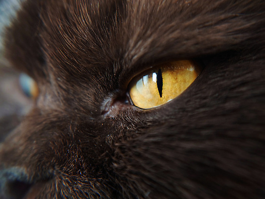 포토 JPG 해외이미지 동물 1 컬러 백그라운드 컨셉 부분 영국 사람없음 옆모습 반려동물 갈색 노란색 초콜릿 고양이 위험 각도 육식동물 기르기 핸드메이드 해외202310 해외포토 유럽 뷰포인트 포유류 디저트 돌봄 파일형식