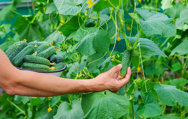 포토 JPG 해외이미지 식물 손 음식 백그라운드 잎 농업 다이어트 채소 자연 오이 건강 사람 사람없음 초록색 여름 농작물 농장 정원 수확 성장 시골 신선 잡기 시장 농부 수집 먹기 유기농 원예 날것 비타민 내추럴 밭일 숙성 온실 채식주의자 해외202310 해외포토 직업 웰빙 계절 산업 컬러 모션 취미 신체부위 생태계 채식 영양소 파일형식