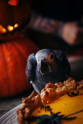 포토 JPG 해외이미지 동물 계절 백그라운드 컨셉 오렌지 탁자 조류 호박 휴가 생물 주택 실내 사람없음 빛 반려동물 뷰티 파티 주방 어둠 할로윈 회색 가을 축하 작음 무서움 깃털 앵무새 부드러움 마법 잭 목각 10월 잉꼬 오싹 해외202310 해외포토 감정 컬러 가구 채소 과일 이벤트 내부 건물 감각 날짜 크기 파일형식