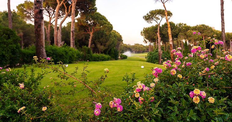 포토 JPG 해외이미지 나무 꽃 스포츠 백그라운드 밭 골프 골프장 놀이 하늘 파노라마 잔디 사람없음 초록색 햇빛 뷰티 일출 맑음 황혼 일몰 골프채 게임 소나무 강의 클럽 휴양지 칠면조 페어웨이 비어있는 해외202310 해외포토 식물 컬러 농업 스포츠시설 조류 날씨 골프용품 촬영기법 태양 구기 노을 장소 파일형식