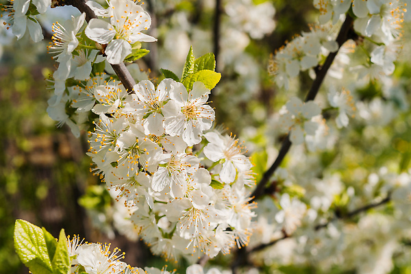 포토 JPG 해외이미지 식물 꽃잎 여행 봄꽃 사람없음 야외 빛 태양 봄 활발 성장 흰색 신선 만족 원예 향기 냄새 자두 블러 해외202310 해외포토 자연요소 계절 꽃 감정 컬러 컨셉 과일 취미 파일형식