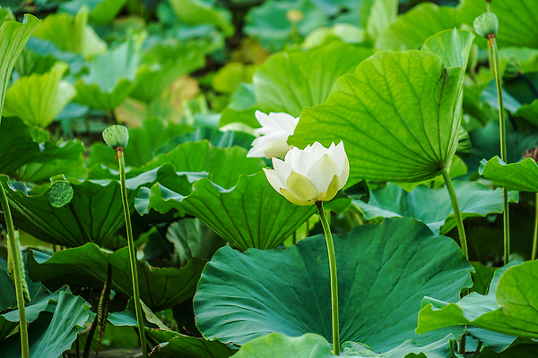 포토 JPG 해외이미지 식물 잎 자연 사람없음 연못 해외202310 해외포토 생태계 파일형식