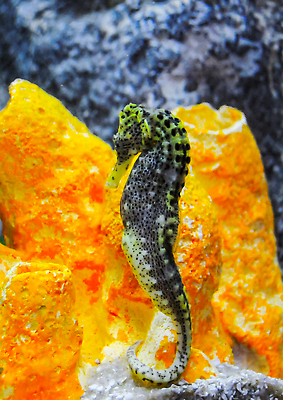 포토 JPG 해외이미지 동물 척추동물 야생동물 바다 자연 생물 종류 어류 사람없음 물 바닷속 수중 수영 수중동물 점 가시 꼬리 암초 수족관 변장 해마 수중영상 해외202310 해외포토 자연요소 바다동물 수상스포츠 생태계 파일형식