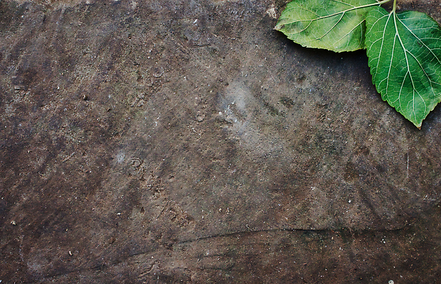 포토 JPG 해외이미지 템플릿 배너 선 백그라운드 컨셉 잎 텍스트 자연 표면 날씨 추상 프레임 건강 사람없음 초록색 여름 갈색 우주 어둠 방 회색 가을 바위 거친 메시지 보행로 정상 숲 가득함 유기농 질감 스크래치 판 내추럴 항공촬영 콘크리트 목업 카피스페이스 비어있는 해외202310 해외포토 식물 웰빙 계절 길 뷰포인트 컬러 무늬 공백 돌_바위 생태계 파일형식