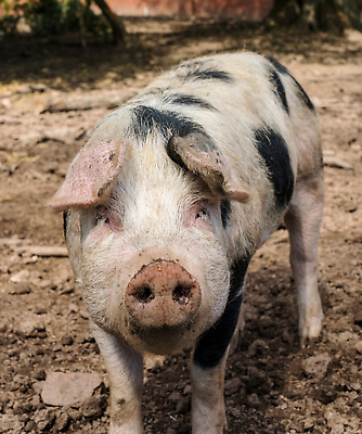 포토 JPG 해외이미지 동물 밭 농업 포유류 자연 엄마 영국 잉글랜드 사람없음 농장 농경지 검은색 가축 시골 돼지 뿌리기 진흙 주둥이 밀짚 기르기 밭일 해외202310 해외포토 유럽 산업 컬러 가족 모션 짚 생태계 돌봄 파일형식