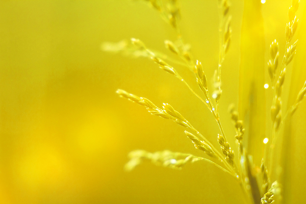 포토 JPG 해외이미지 식물 디자인 계절 공원 백그라운드 컨셉 잎 패턴 밭 자연 벽지 하늘 아침 추상 부활절 미술 잔디 사람없음 야외 아웃포커스 초록색 빛 컬러풀 태양 뷰티 환경 정원 맑음 봄 성장 신선 떨어짐 소프트포커스 유기농 질감 보케 부드러움 내추럴 블러 효과 해외202310 해외포토 주간 자연요소 웰빙 공공시설 기념일 컬러 무늬 농업 날씨 문화예술 촬영기법 감각 생태계 파일형식