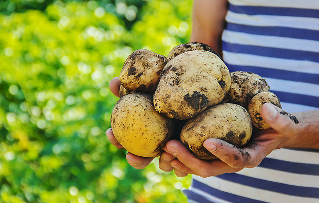 포토 JPG 해외이미지 식물 배너 잡화 음식 백그라운드 다이어트 채소 과일 포도 오이 주택 감자 관리 한명 초록색 농작물 농장 정원 여러개 당근 수확 흰색 잡기 상품 브로콜리 균형 먹기 비만 에코 유기농 질감 날것 땅파기 바이오 비트 수유 채식주의자 많음 카피스페이스 디톡스 비건 해외202310 해외포토 1 웰빙 컬러 다수 컨셉 농업 모션 뿌리채소 건강 사람 건물 환경 공백 몸매 채식 파일형식