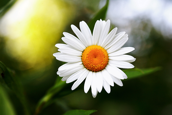 포토 JPG 해외이미지 식물 꽃잎 꽃 줄기 백그라운드 컨셉 잎 밭 자연 친절 종류 사람없음 야외 여름 뷰티 환경 정원 들꽃 자유 성장 벚꽃 나뭇가지 신선 개화 숲 원예 데이지 생태학 캐모마일 해외202310 해외포토 나무 계절 교육 농업 취미 허브 생태계 파일형식