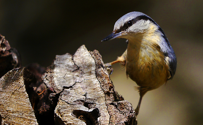 포토 JPG 해외이미지 동물 야생동물 날개 자연 조류 국립공원 사람없음 야외 뷰티 환경 다양 보호 숲 깃털 환경보전 생태계 생물학 부리 서식지 동물상 보호구역 생태학 해외202310 해외포토 공원 교육 다수 컨셉 조형물 사회이슈 구역 파일형식