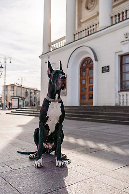 포토 JPG 해외이미지 한마리 건축물 반려견 거리 앉기 사람없음 야외 기다림 대형견 그레이트덴 해외포토 1 건축 모션 반려동물 개 파일형식