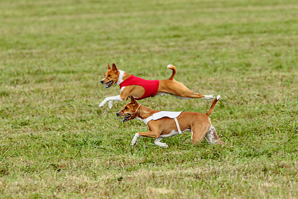 포토 JPG 해외이미지 동물 1 공원 감정 스포츠 밭 모션 놀이 건강 사람없음 야외 초록색 여름 반려동물 달리기 뷰티 걷기 정원 점프 경쟁 에너지 가을 게임 시골 레이싱 잡기 개 유혹 속도 사냥 송곳니 기르기 전력질주 챔피언 순혈 해외202310 해외포토 계절 공공시설 컬러 컨셉 농업 포유류 시합 치아 돌봄 파일형식