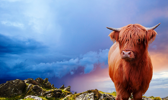 포토 JPG 해외이미지 동물 여행 자연 하늘 뿔 사람없음 야외 갈색 우주 시골 소 황소 산악지대 카피스페이스 스코틀랜드 해외202310 해외포토 컬러 포유류 영국 산 공백 생태계 파일형식