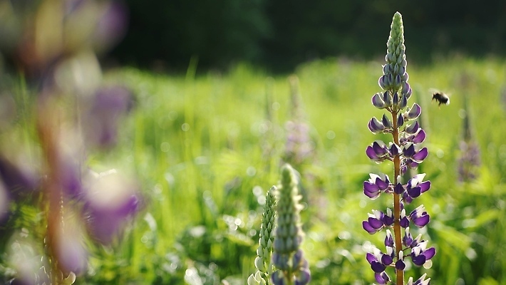 포토 JPG 해외이미지 식물 꽃 곤충 꽃무늬 밭 자연 아침 잔디 사람없음 여름 빛 정원 계곡 보라색 봄 들꽃 벚꽃 개화 꿀벌 수분 자주색 벌 제비꽃 보케 화단 꽃가루 꿀 라일락 호박벌 그리너리 해외202310 해외포토 주간 동물 계절 컬러 무늬 농업 벌_곤충 가루 생태계 파일형식 트랜드컬러