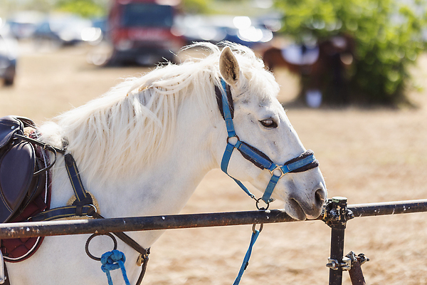 포토 JPG 해외이미지 동물 직업 모자 스포츠 포즈 포유류 자연 취미 사람없음 야외 농장 강사 축제 경쟁 경기장 시골 승마 승차 헬멧 강의 연습 라이더 해외202310 해외포토 레이스천 잡화 컨셉 농업 스포츠시설 모션 직물 보호장비 생태계 파일형식