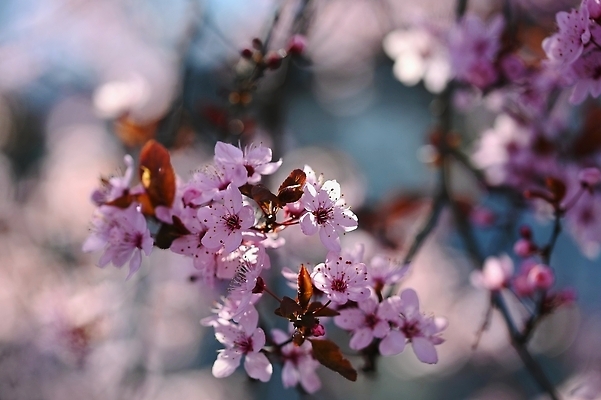 포토 JPG 해외이미지 나무 식물 계절 공원 꽃잎 꽃 분홍색 백그라운드 꽃무늬 자연 하늘 친절 새로움 동양인 사람없음 야외 초록색 파란색 뷰티 정원 일본 봄 성장 벚꽃 흰색 나뭇가지 신선 개화 체리 닫기 4월 묘사 부드러움 내추럴 고립 해외202310 해외포토 공공시설 아시아 컬러 컨셉 무늬 과일 모션 인종 감각 날짜 생태계 파일형식