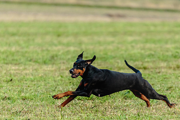 포토 JPG 해외이미지 동물 1 공원 감정 스포츠 밭 모션 놀이 건강 사람없음 야외 초록색 여름 반려동물 달리기 뷰티 걷기 정원 점프 경쟁 에너지 가을 게임 시골 레이싱 잡기 개 유혹 속도 사냥 송곳니 기르기 전력질주 챔피언 순혈 해외202310 해외포토 계절 공공시설 컬러 컨셉 농업 포유류 시합 치아 돌봄 파일형식