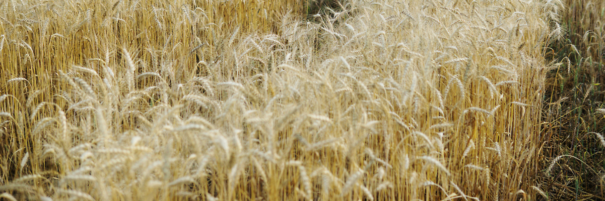 포토 JPG 해외이미지 식물 구름 배너 줄기 백그라운드 밭 농업 자연 하늘 씨앗 사람없음 야외 빛 농작물 햇빛 농장 농경지 노란색 우주 수확 성장 시골 작업 황금 낟알 시리얼 밀 귀 밀짚 내추럴 개발 밭일 해외202310 해외포토 자연요소 산업 음식 컬러 곡류 신체부위 태양 짚 생태계 파일형식