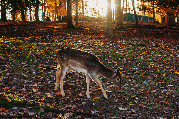 포토 JPG 해외이미지 나무 동물 계절 야생동물 컬러 여행 백그라운드 자연 아침 사슴 서기 풍경 사람없음 야외 목재 초록색 빛 햇빛 태양 뷰티 일출 환경 맑음 일몰 봄 새벽 안개 광선 가을 나뭇가지 시골 소나무 황무지 숲 공상 상록수 마법 내추럴 해외202310 해외포토 주간 자연요소 식물 재료 포유류 모션 날씨 노을 생태계 파일형식