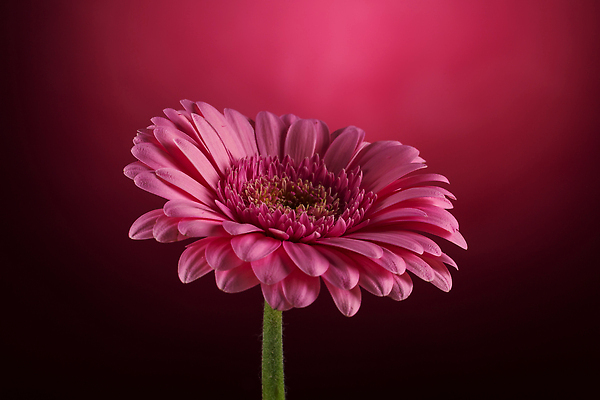 포토 JPG 해외이미지 식물 꽃잎 꽃 분홍색 컬러 백그라운드 꽃무늬 오렌지 자연 사람없음 빨간색 여름 뷰티 머리 정원 보라색 봄 활발 벚꽃 신선 정상 싱글 데이지 거베라 해외202310 해외포토 계절 컨셉 무늬 과일 신체부위 생태계 파일형식