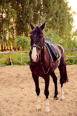 포토 JPG 해외이미지 동물 구름 스포츠 밭 농업 포유류 교통시설 자연 하늘 산 사람없음 야외 옆모습 가로 초록색 여름 컬러풀 뷰티 농장 갈색 머리 봄 시골 승마 승차 땅 갈기 안장 내추럴 고립 서쪽 혼자 카피스페이스 해외202310 해외포토 자연요소 계절 산업 뷰포인트 컬러 교통 모션 신체부위 공백 방향 시설 생태계 파일형식