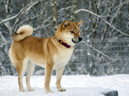 포토 JPG 해외이미지 겨울 사람없음 야외 설원 추위 강아지 목줄 시바견 해외202310 해외포토 계절 눈_날씨 반려동물 개 파일형식 반려용품