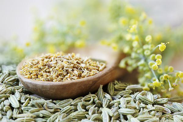 포토 JPG 해외이미지 꽃 음식 백그라운드 재료 요리 씨앗 사람없음 초록색 숟가락 양념 맛 향신료 질감 꽃가루 회향 해외202310 해외포토 식물 컬러 컨셉 수저 가루 향미료 파일형식