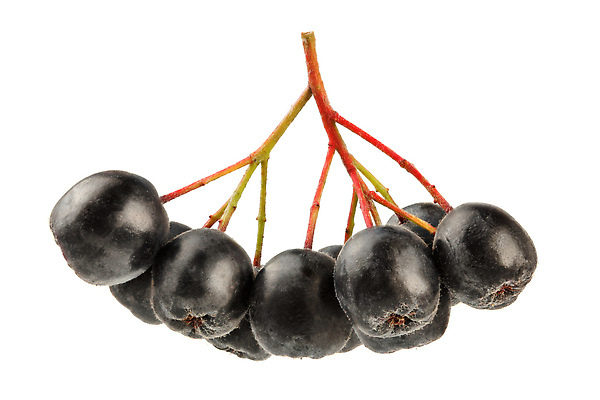 포토 JPG 해외이미지 나무 식물 계절 열매 음식 줄기 백그라운드 잎 다이어트 과일 재료 자연 디저트 건강 사람없음 초록색 약 정원 검은색 수확 흰색 나뭇가지 신선 그룹 숲 다발 관목 오브젝트 유기농 날것 내추럴 고립 바이오 숙성 해외202310 해외포토 웰빙 컬러 농업 의학 생태계 파일형식