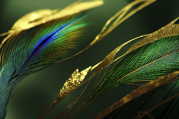 포토 JPG 해외이미지 동물 디자인 야생동물 컬러 백그라운드 패턴 자연 조류 추상 사람없음 장식 컬러풀 뷰티 우아함 닫기 공작 깃털 묘사 질감 내추럴 이국적 해외202310 해외포토 컨셉 무늬 모션 생태계 파일형식