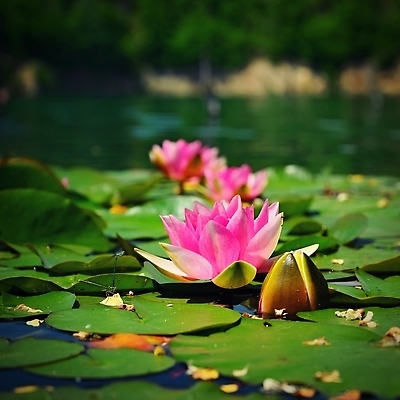 포토 JPG 해외이미지 식물 공원 꽃잎 꽃 아시아 호수 선 분홍색 컬러 백그라운드 잎 자연 휴식 연꽃 동양인 사람없음 야외 장식 초록색 물 여름 컬러풀 뷰티 반사 노란색 정원 침묵 봄 낭만 벚꽃 흰색 연못 신선 개화 백합 묘사 내추럴 해외202310 해외포토 자연요소 계절 공공시설 나라 컨셉 인종 소리 생태계 파일형식