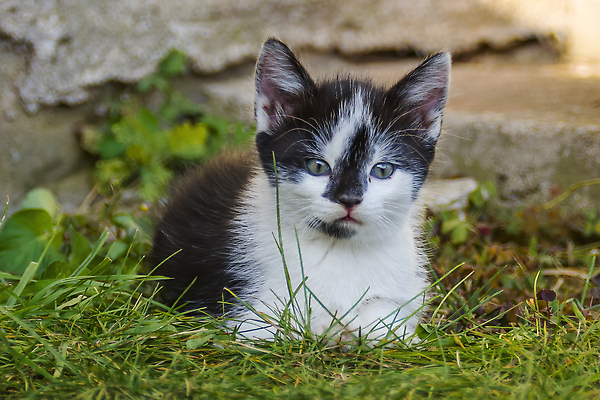 포토 JPG 해외이미지 동물 응시 야생동물 새끼 패턴 밭 포유류 자연 생물 털 동물원 앉기 사람없음 야외 뷰티 머리 환경 고양이 힘 줄무늬 관찰 점 황무지 위험 모피 사파리 손목시계 코 귀 사냥꾼 육식 솜털 주둥이 내추럴 동물상 사바나 웅장함 해외202310 해외포토 직업 시선 시계 컨셉 무늬 농업 장신구 모션 신체부위 반려동물 조형물 생태계 파일형식